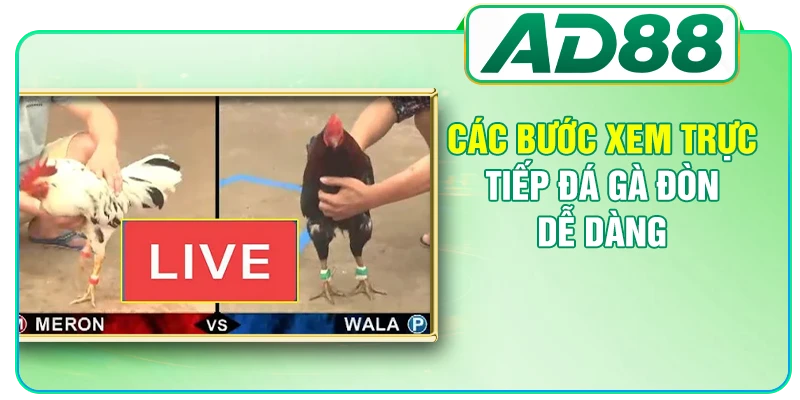 Đá Gà Đòn - Bí Mật Đằng Sau Cơn Sốt Của Giới Sư Kê