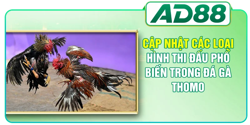 Đá Gà Thomo - Top 3 Loại Hình Thi Đấu Hấp Dẫn Nhất