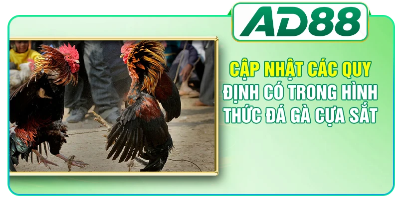 Đá Gà Cựa Sắt - Tổng Hợp Quy Định Thi Đấu Mới Nhất
