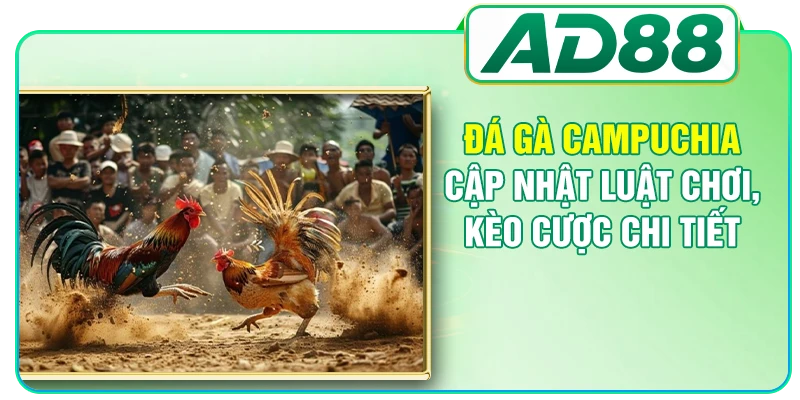Đá Gà AD88 - Nơi Theo Dõi Những Màn So Tài Kịch Tính
