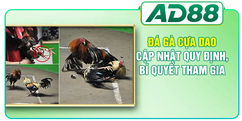 Đá Gà AD88 - Nơi Theo Dõi Những Màn So Tài Kịch Tính