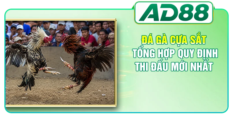 Đá Gà AD88 - Nơi Theo Dõi Những Màn So Tài Kịch Tính