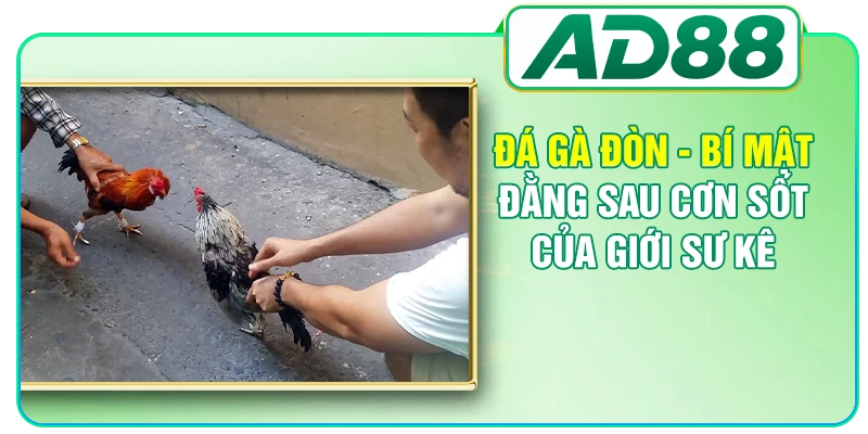 Đá Gà AD88 - Nơi Theo Dõi Những Màn So Tài Kịch Tính