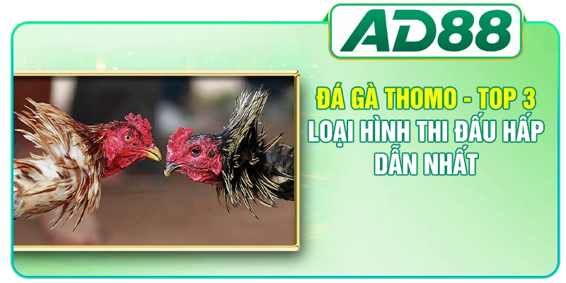 Đá Gà AD88 - Nơi Theo Dõi Những Màn So Tài Kịch Tính