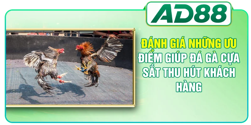 Đá Gà Cựa Sắt - Tổng Hợp Quy Định Thi Đấu Mới Nhất