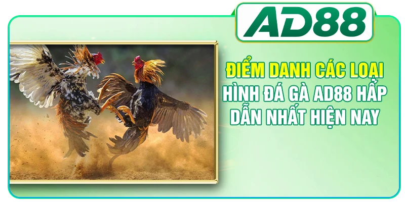 Đá Gà AD88 - Nơi Theo Dõi Những Màn So Tài Kịch Tính