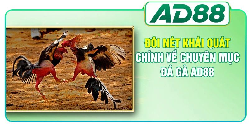 Đá Gà AD88 - Nơi Theo Dõi Những Màn So Tài Kịch Tính
