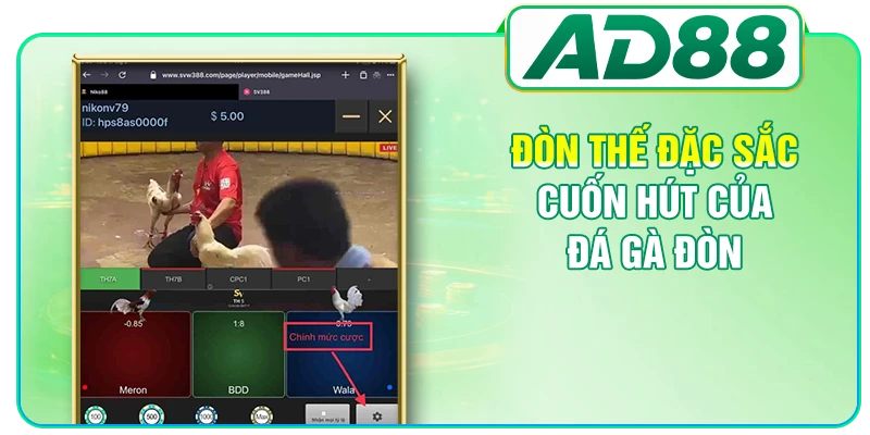 Đá Gà Đòn - Bí Mật Đằng Sau Cơn Sốt Của Giới Sư Kê