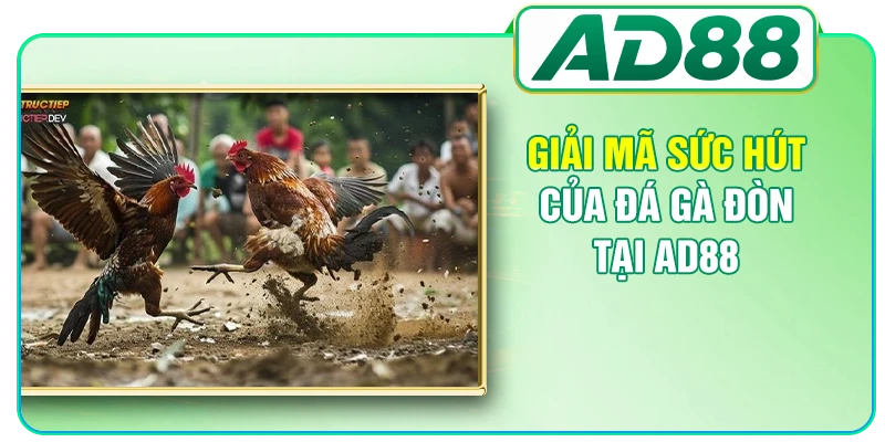 Đá Gà Đòn - Bí Mật Đằng Sau Cơn Sốt Của Giới Sư Kê