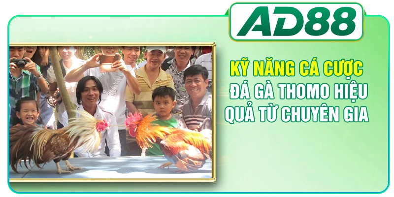 Đá Gà Thomo - Top 3 Loại Hình Thi Đấu Hấp Dẫn Nhất