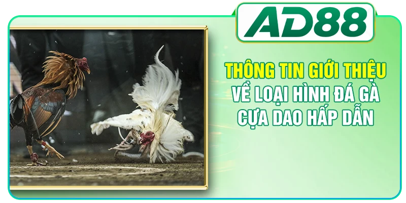 Đá Gà Cựa Dao - Cập Nhật Quy Định, Bí Quyết Tham Gia