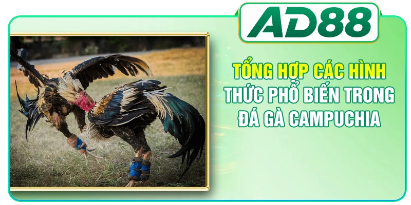 Đá Gà Campuchia - Cập Nhật Luật Chơi, Kèo Cược Chi Tiết