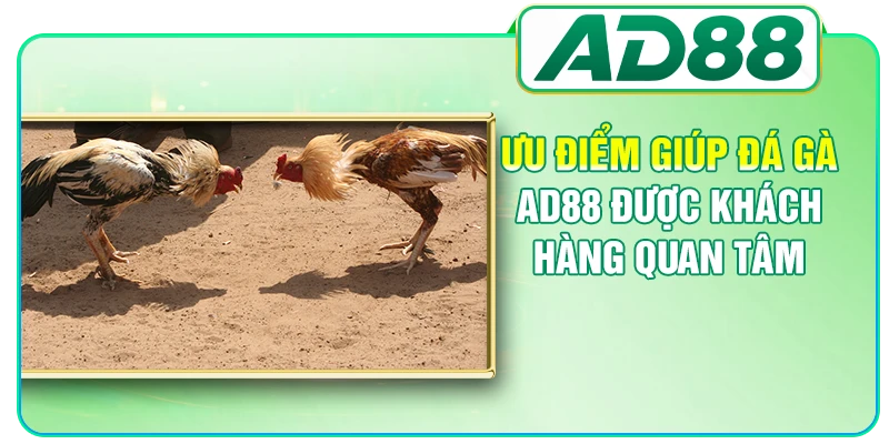 Đá Gà AD88 - Nơi Theo Dõi Những Màn So Tài Kịch Tính