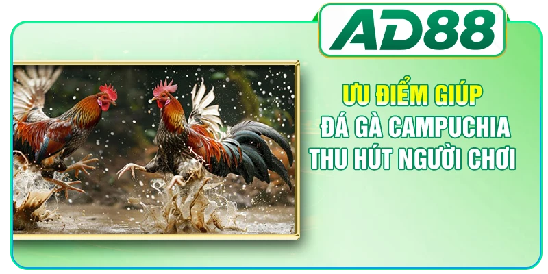 Đá Gà Campuchia - Cập Nhật Luật Chơi, Kèo Cược Chi Tiết